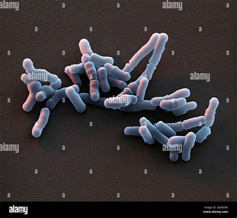 Bifidobacterium Bacteria Coloured Scanning Electron Micrograph Sem