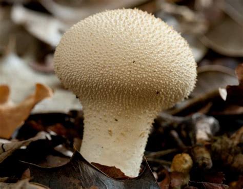 Are All Puffball Mushrooms Edible All Mushroom Info