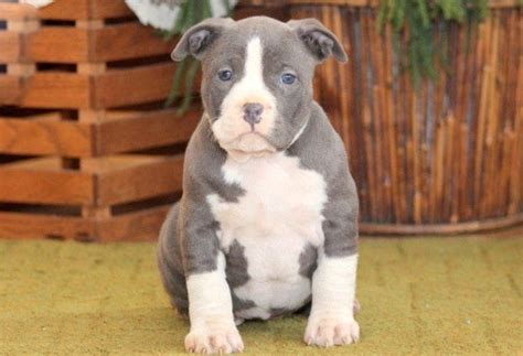 This website is related the american pit bull terrier and american bully puppies. American Bully Puppies For Sale | Puppy Adoption ...