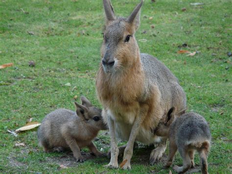 Free Images Wildlife Drink Fauna Thirsty Kangaroo Wallaby