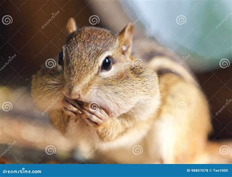 Photo Of A Cute Funny Chipmunk Eating Something Stock Photo Image Of
