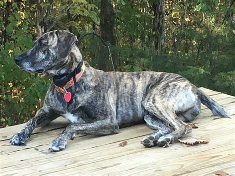 Larger breed squirrel dogs | Arkansas Hunting