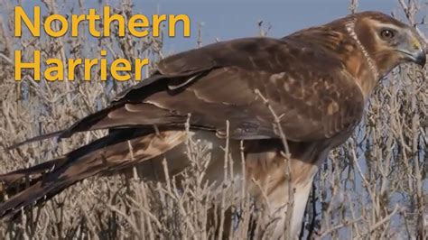 Northern Harrier Marsh Hawk Youtube