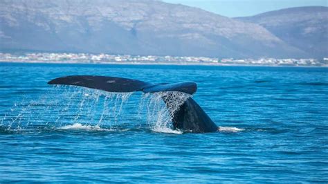 Hermanus South Africa Best Places To Go Whale Watching