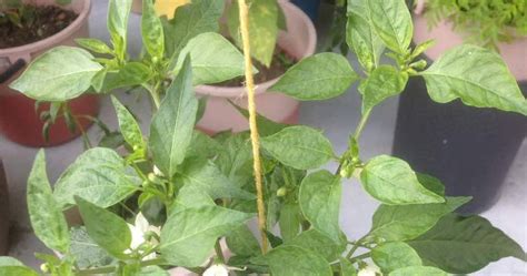 Kebun bandar | tips mudah dan jimat tanam pokok limau kasturi ( mudah berbuah ). Jom Tanam Sayur ( JTS ) : Cili Api Akar dan Bara ...