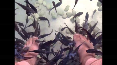Fish Massage Cambodge Youtube