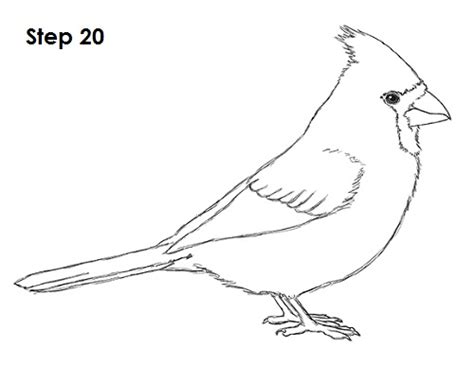 How To Draw A Cardinal Video And Step By Step Pictures