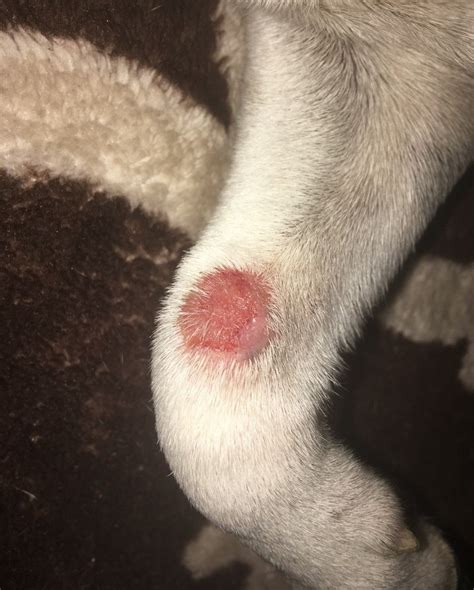 Moreover, your dog's reaction to the bite and its severity will also come to play. Google Image Result for https://img.thrfun.com/img/183/467 ...