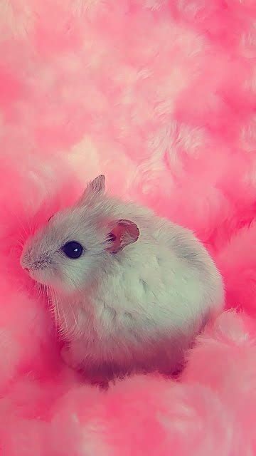 Hamster Hd Wallpaper Enwallpaper