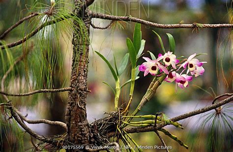 Minden Pictures Dendrobium Orchid In Wild Tropical Rainforest Assam