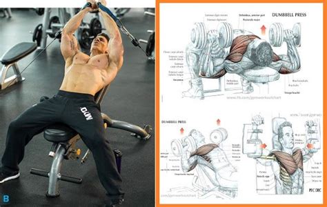Primarily, there are three chest muscles involved in movement: Top Tips To Help You Build Chest Muscle Fast