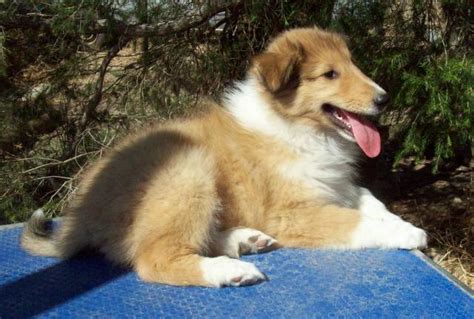 For Sale Collie Rough Pups Lassie Variety Superb Natures