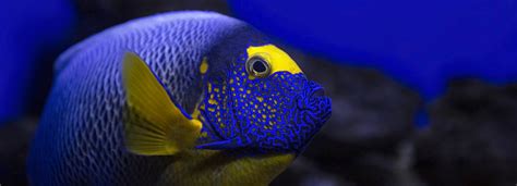 Fish Of The Month Blue Faced Angelfish
