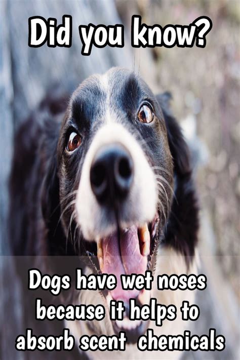 Fun Facts About Dogs Amazing Dog Facts Riddlester