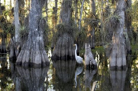 Everglades National Park Steckbrief