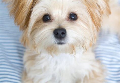 Morkie Dog Complete Guide To Maltese Yorkie Mix All Things Dogs
