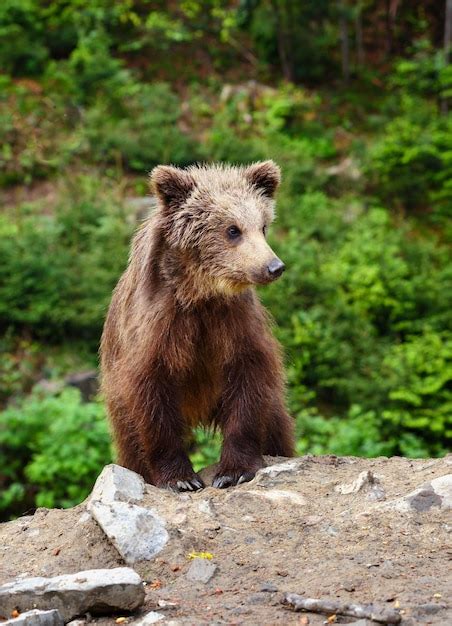 premium photo cute little brown bear cub on the edge of the forest