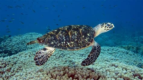 A Look At Marine Animals In The Uae Sea Turtles The