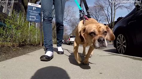 Dog Walks Again With Help Of Harness After Spinal Injury Abc11