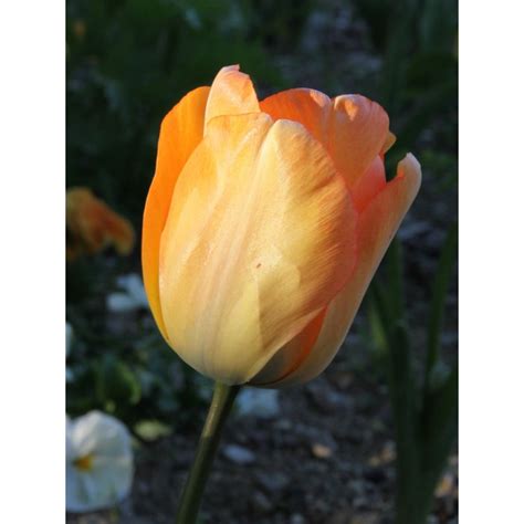 Tulipe Darwin Daydream Bulbe De Très Grandes Fleurs Jaune Orangé