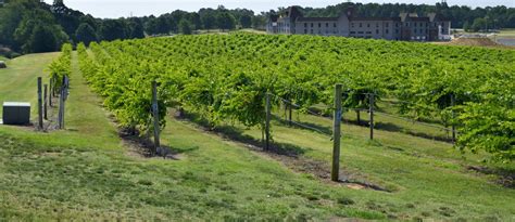 Images Gratuites Paysage La Nature Plante Vigne Vignoble Du Vin