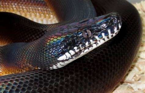 Molecular Reptile Online Snakes And Information