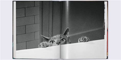 Walter Chandoha Cats Eine Hommage An Den Katzenfotografen Photoscala