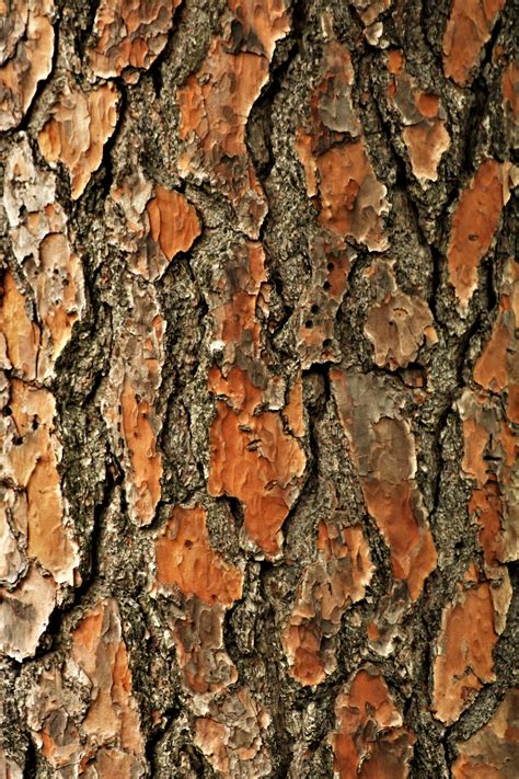 Pine Tree Bark Background Free Stock Photo Public Domain Pictures