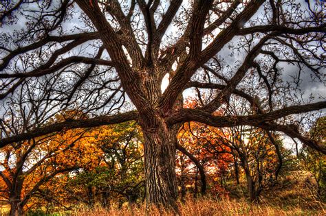Burr Oak Ii Photograph By Roger Passman Fine Art America