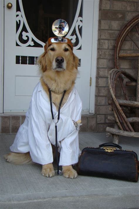 Top 5 Halloween Costumes For Golden Retrievers That Are