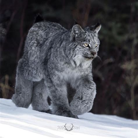 S The Majestic Beauty Of Canadas Lynx Cat A Furry Friend That