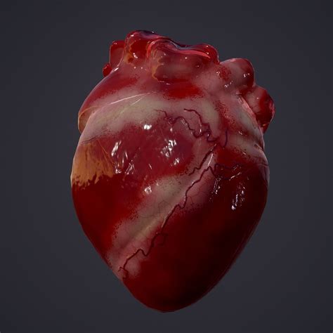 3d Model Realtime Human Heart Cgtrader