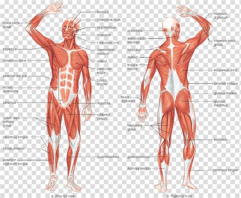 Human Anatomy Muscular System Human Body Muscle Human Skeleton Anatomy