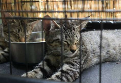 Hemingway S Six Toed Cats Survive Irma Still Have Nine Lives