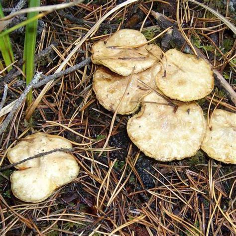 Oregon Wild Oyster Mushrooms Mushroom Hunting And Identification