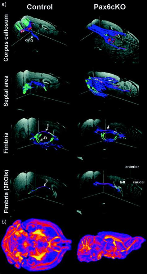 Mouse Phenotyping With Mri Radiology Key