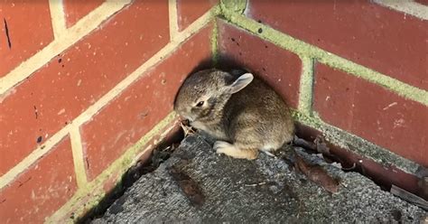 Abandoned Baby Rabbit Gets Inspiring Second Chance Thanks to Soul