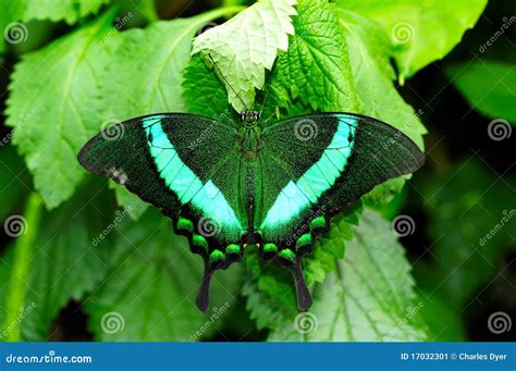 Farfalla Verde Di Swallowtail Immagine Stock Immagine Di Macro