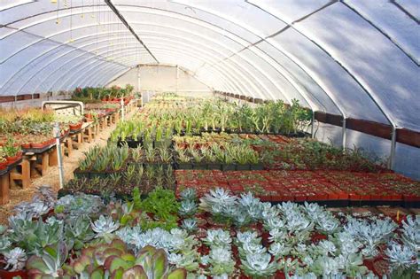 Cactus and succulent nurseries to bring color into your space and make it welcoming. Cactus Nursery - Tucson, AZ - Bach's Greenhouse Cactus Nursery