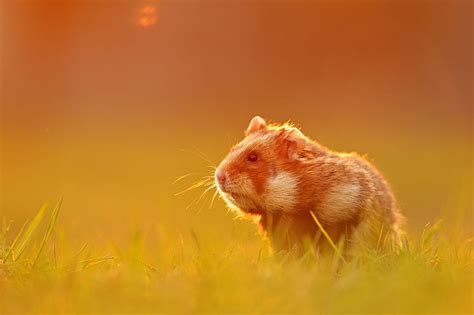 Animal Hamster Rodent Hd Wallpaper Peakpx