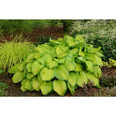 Landscape Basics 1 Gallon Stained Glass Hosta The Home Depot Canada