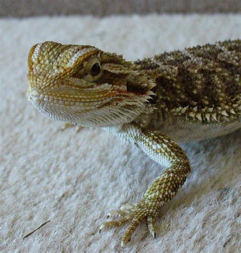 Se England For Sale 14week Old Baby Bearded Dragon £55ovno Reptile Forums