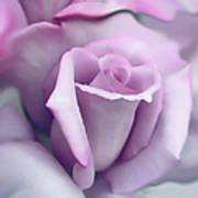 Lavender Rose Flower Portrait Photograph By Jennie Marie Schell