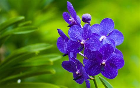 Purple Orchid Wallpapers Wallpaper Cave