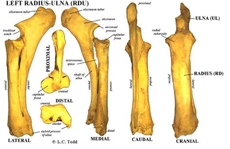 Informatie betreffende spaakbeen in het gratis engels woordenboek en encyclopedie. Radius-ulna (RD, and RDU) radius = spaakbeen ulna ...