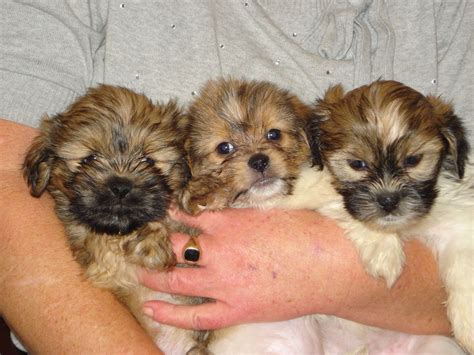 Shih Tzu Pomeranian Mix Puppies Picture Dog Breeders Guide