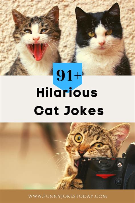 Purr Fect List Of 91 Hilarious Cat Jokes Cat Puns Jokes Cat Jokes