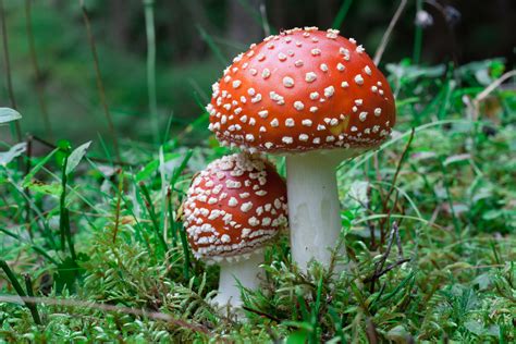 What Are “magic Mushrooms” Psychedelic Science Review