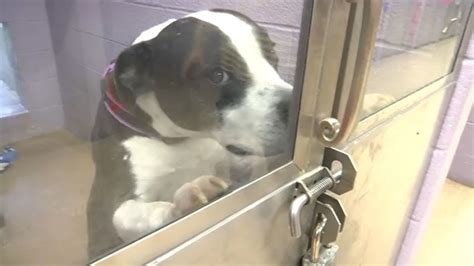 By creating a safe and healing environment for homeless men—more than just a shelter and soup kitchen—the mission offers the means for men's lives to change, arming them with the. Dog Adoption In Watertown Ny