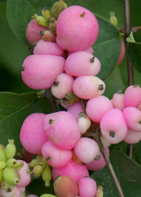 Symphoricarpos Doorenbosii Snowberry Amethyst Pink Fruit Plants